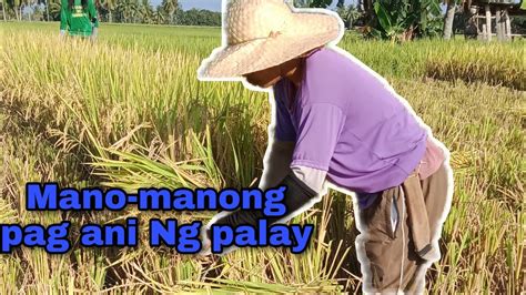 Part 1 Mano Manong Pag Ani Ng Palay Sa Aming Probinsya Youtube