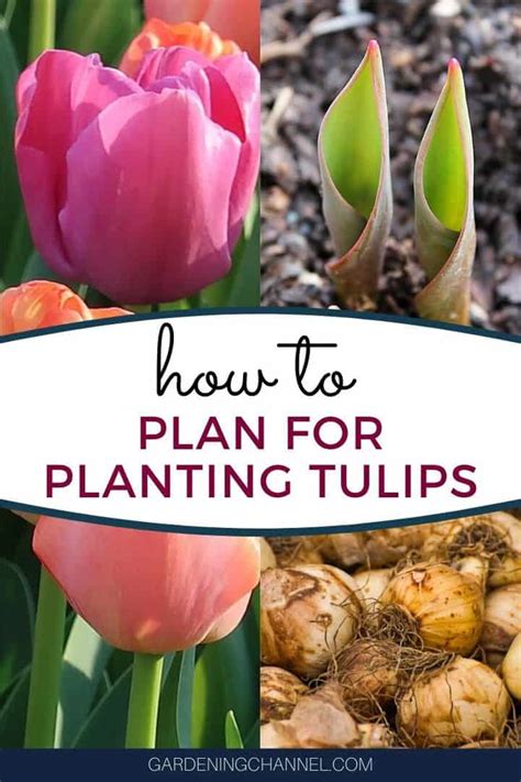 How To Plan For Planting Tulips Gardening Channel