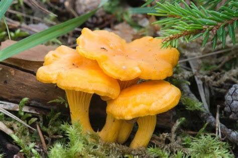 Полезнейшие грибы Лисички выращиваем на собственном участке