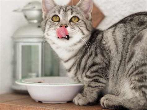 We did not find results for: Best High-Calorie Cat Food For Weight Gain [September 2020 ...