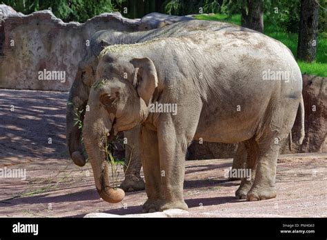 The Asian Elephant Or Asiatic Elephant Elephas Maximus Is The Only