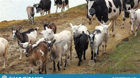 Vacas Mugiendo Y Cabras Balido Audios Sonidos Característicos Campo