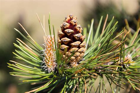 Free Picture Pine Tree Branch Spruce Nature Tree Evergreen Conifer Green Leaf