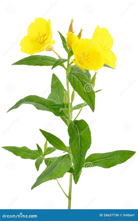 Oenothera Flower Stock Photo Image Of Green Pollen 26637736