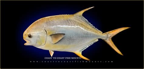 Pacific Pompano Fish Mounts And Replicas By Coast To Coast Fish Mounts