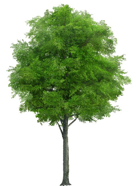 How to remove a logo background. tree png image