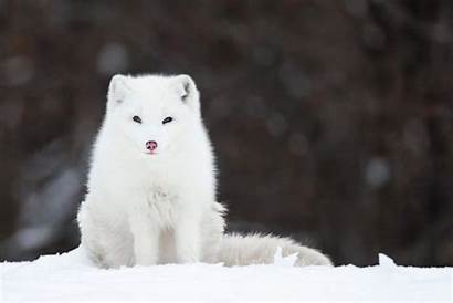 Tundra Biome Arctic Animals Facts Canadian Interesting