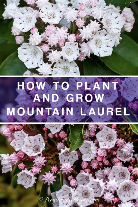 Mountain Laurel Care How To Plant And Grow Kalmia Latifolia Gardening