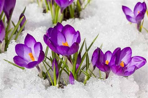 Can Crocus Grow In The Cold And Snow Gardeners Path Winter
