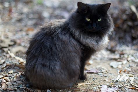 Genevieve Fluffy Black Cat Cats Pretty Cats