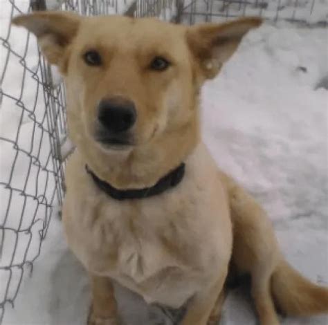 Hund Mit Welpen Lag 3 Wochen Lang Im Schnee Und Wartete Auf Hilfe