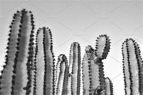 Black And White Cacti High Quality Nature Stock Photos Creative Market