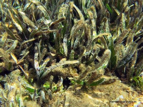 Algas En Posidonia Mediterraneo Mar Menor Mar Mayor