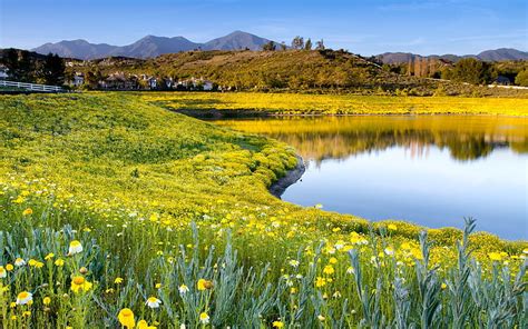 Hd Wallpaper White And Yellow Daisy Flower Field Beside Calm Body Of