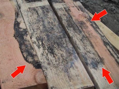 By thomas urbauer / in home mold is a type of fungus, the spores of which are found in almost every environment, according to florida solar energy center. What Does Black Mold Look Like in Various Surfaces?