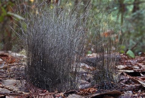 Fungus can attack anywhere on the tree, from the foliage all the way down to the root system of the tree. Phycomyces