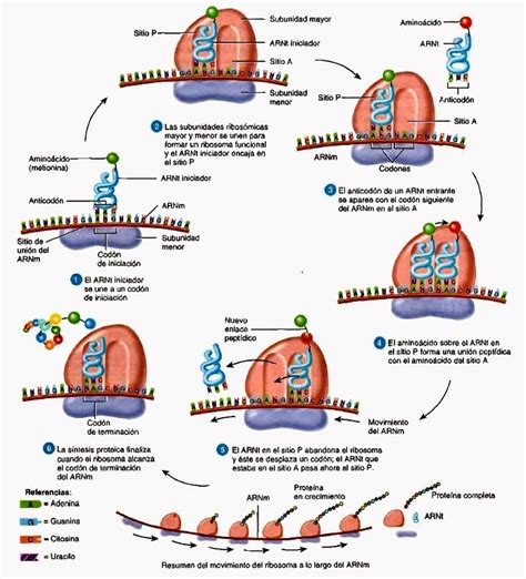 Fundamentos De Biologia Celular Duplicacion Del Adn Y Sintesis De