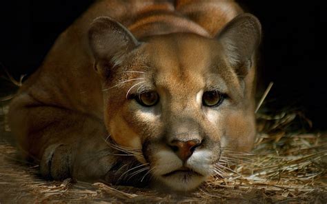 Cougar Full Hd Wallpaper And Background 1920x1200 Id253276