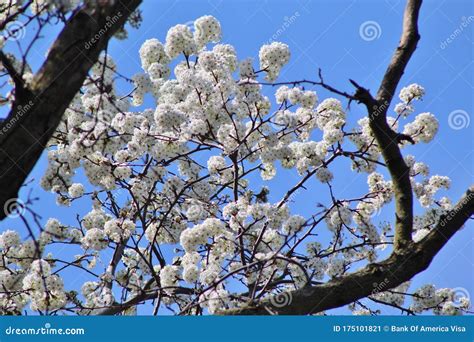 Clusters Of Sunbathed White Flowers On Tree Stock Image Image Of