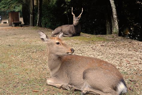 Buck And Doe Sika Deer Hanging Around Momijidani Park On Miy Flickr