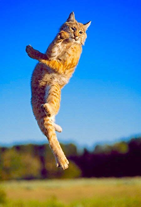Jump Bobcat Jump Catch That Bird Cats Cat Behavior Wild Cats