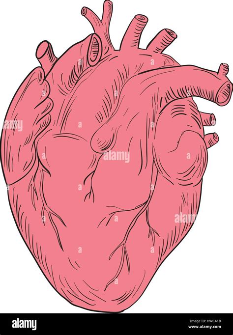 Cartoon Human Heart Drawing