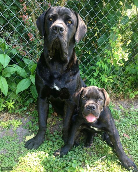 Handsome Iccf Male Cane Corso Stud Dog In East Coast The United