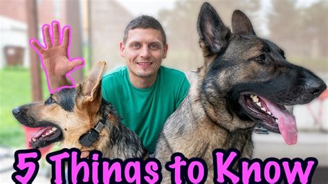 5 Things To Know Before Getting A German Shepherd Youtube
