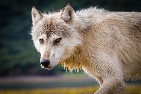 Here you see what is going on. American Wolf Wars - Katmai National Park & Preserve (U.S ...