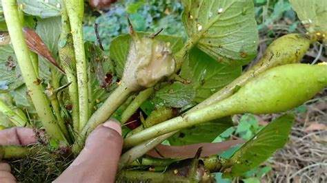 Water Chestnut Farming Project Ll Water Caltrop Cultivation In Bengal