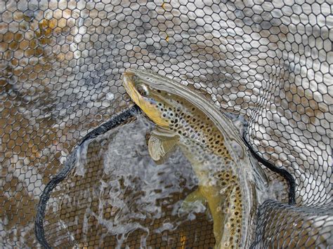 Brown Trout Pics For The First Day Of Spring Go Fish Fly Fisherman