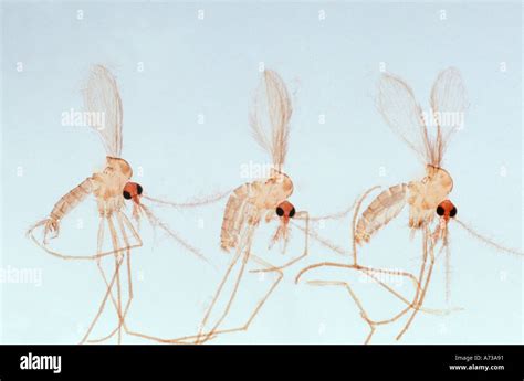 Male Females Sandfly Phlebotomus Spp Diptera Psychodidae Vector Stock Photo Alamy