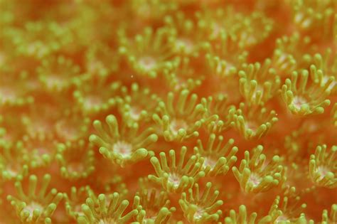 2560x144020 Sea Anemones Algae Underwater World 2560x144020