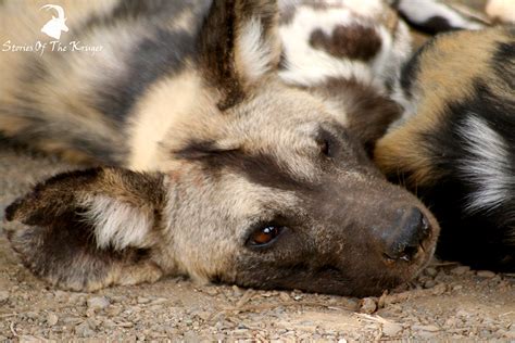 Facts and information for kids and students, with pictures and on this page you'll discover what makes a mammal a mammal, how mammals evolved, and the different. Stories Of The Kruger | Kruger Park Animals | Mammal ...