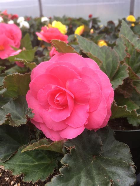 Begonia Double Pink Tubers — Buy Double Pink Begonias Online At