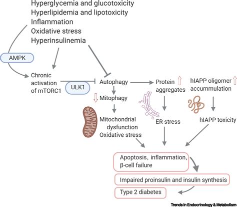 Mitochondria And T2D Role Of Autophagy ER Stress And Inflammasome