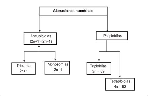 Clasificación De Las Alteraciones Cromosómicas Numéricas Download