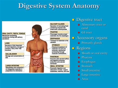 Ppt Digestive System Anatomy Powerpoint Presentation Free Download