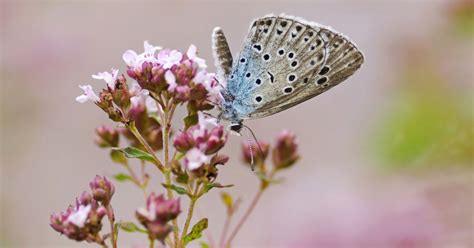 Once Extinct An Enigmatic Butterfly Returns To England