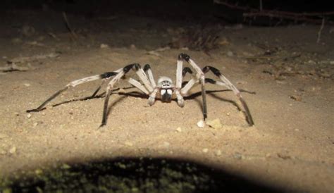The Biggest Spiders In The World Factual Facts Facts About The