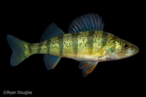 Maryland Biodiversity Project - Yellow Perch (Perca flavescens)