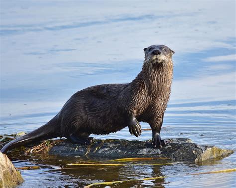 North American River Otter Profile Traits Facts Habitat Size