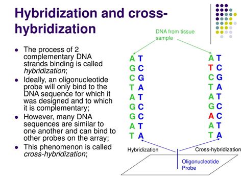 PPT - Detection and Compensation of Cross-Hybridization in DNA ...