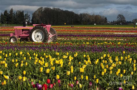 Pink Tractor Photograph By Mandy Judson