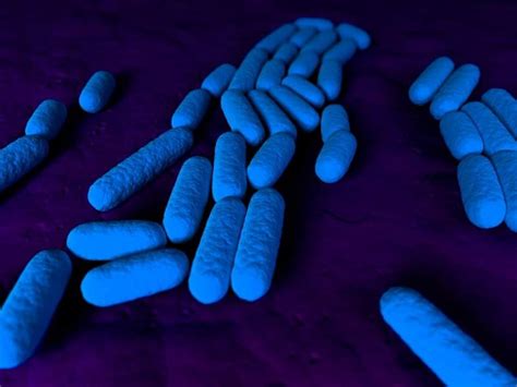 Bacillus Subtilis Probiotic Benefits For Gut Health Mindzymes