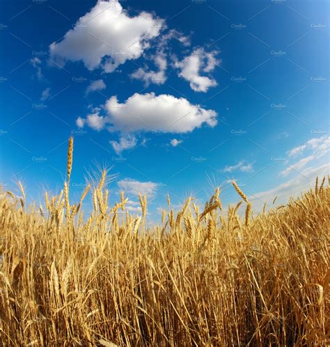 Wheat Field Under Blue Sky ~ Photos ~ Creative Market
