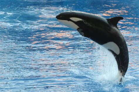 Killer Whale Orca Leaping Out Of The Water Sunnyside