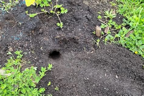 Rat Holes In Garden Heres What To Do Compass Gm