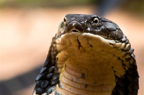 King Cobra Ophiophagus Hannah 26 Benjamin Michael Marshall Flickr