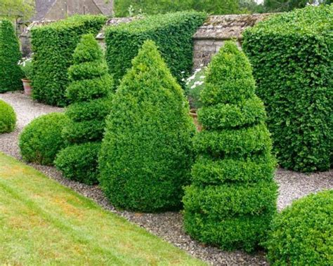Buxus Sempervirens Common Boxwood Seeds For Sale Online Ebay